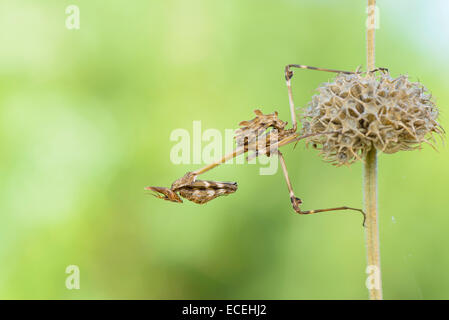 Haubenfangschrecke, Empusa Pennata, Conehead Mantis Stockfoto