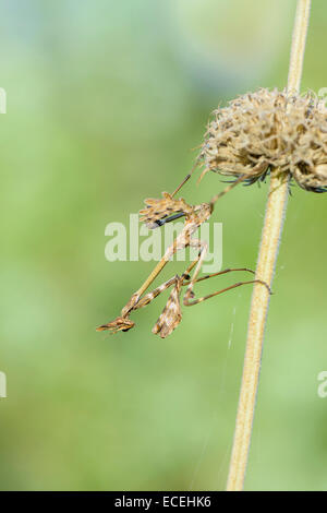 Haubenfangschrecke, Empusa Pennata, Conehead Mantis Stockfoto