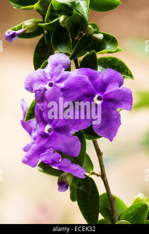 Raintree Busch Brunfelsia Uniflora in voller Blüte Stockfoto