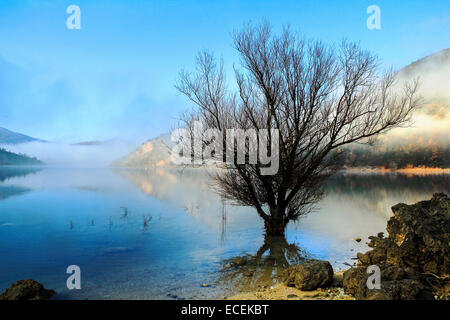 Fiastra See, mit einem alten Baum im Vordergrund und den Morgennebel. Stockfoto