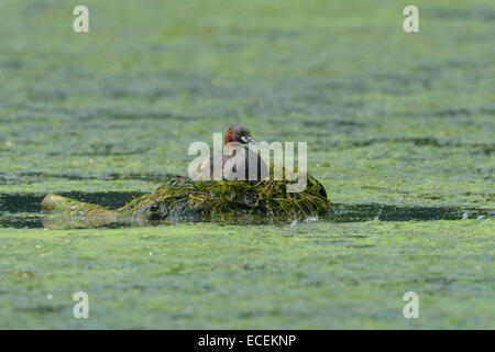 Zwergtaucher, Tachybaptus Ruficollis, Zwergtaucher Stockfoto