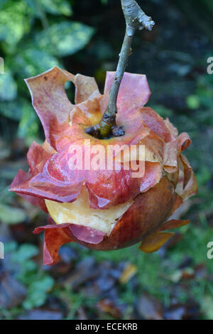 Eine rotting Apple immer noch an den Baum und seine Haut zurück auf eine ungewöhnliche Art läuten befestigt Stockfoto