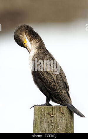 Vertikale Porträt des jungen Kormoran Phalacrocorax Carbo, thront auf einem hölzernen Pfahl Federn putzen. Stockfoto