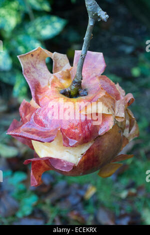 Eine rotting Apple immer noch an den Baum und seine Haut zurück auf eine ungewöhnliche Art läuten befestigt Stockfoto