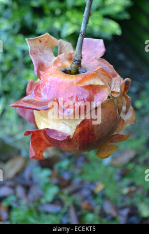 Eine rotting Apple immer noch an den Baum und seine Haut zurück auf eine ungewöhnliche Art läuten befestigt Stockfoto