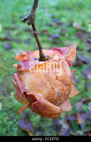 Eine rotting Apple immer noch an den Baum und seine Haut zurück auf eine ungewöhnliche Art läuten befestigt Stockfoto