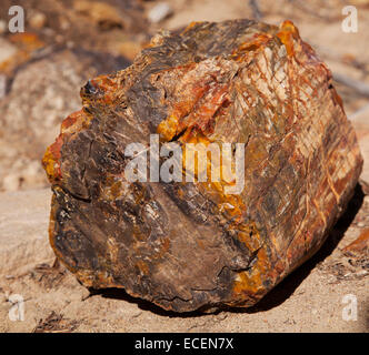 Stück versteinertes Holz, Escalante Petrified Forest State Park, Escalante, UT, USA Stockfoto