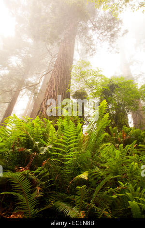 Redwood-Baum und Farne im Nebel. Stockfoto