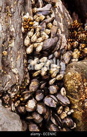 Seepocken und Muscheln, Botanical Beach, Vancouver Island, BC Stockfoto