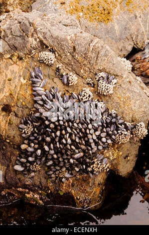 Seepocken und Muscheln, Botanical Beach, Vancouver Island, BC Stockfoto