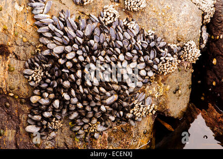 Seepocken und Muscheln, Botanical Beach, Vancouver Island, BC Stockfoto