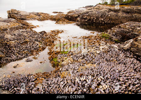 Seepocken und Muscheln, Botanical Beach, Vancouver Island, BC Stockfoto