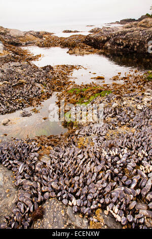 Seepocken und Muscheln, Botanical Beach, Vancouver Island, BC Stockfoto