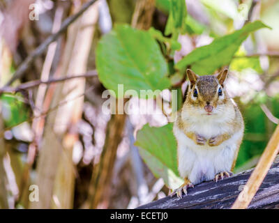 Ein Streifenhörnchen thront auf einem Baumstumpf. Stockfoto