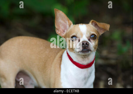 Ein neugierige Chihauhau Hund schaut Sie an. Stockfoto