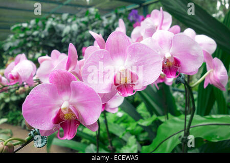 Schöne rosa tropische Orchideen Stockfoto