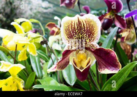 Große braune exotische und ungewöhnliche tropische Orchidee Blume Stockfoto