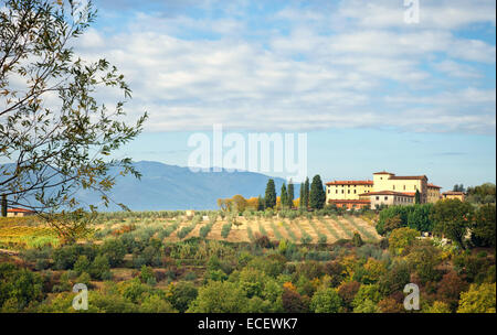 Typische toskanische Hügel mit Zypressen, Olivenbäumen und Weinbergen. Fotografiert in der Provinz Arezzo, Italien. Stockfoto