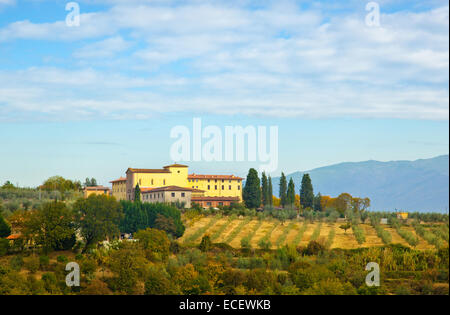 Typische toskanische Hügel mit Zypressen, Olivenbäumen und Weinbergen. Stockfoto