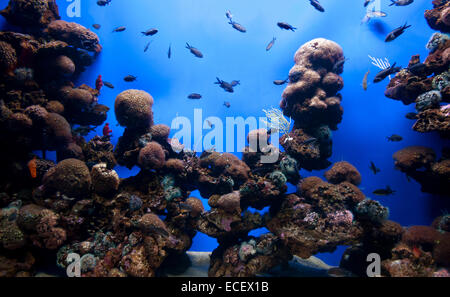 Foto von einem tropischen Fischen an einem Korallenriff im aquarium Stockfoto