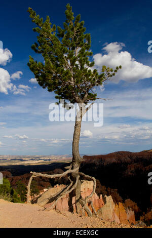 Colorado Pinyon Kiefer (Pinus Edulis) die zu Fuß Baum mit Wurzeln im Bryce Canyon, Utah, USA im Juli ausgesetzt