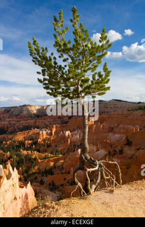 Colorado Pinyon Kiefer (Pinus Edulis) die zu Fuß Baum mit Wurzeln im Bryce Canyon, Utah, USA im Juli ausgesetzt
