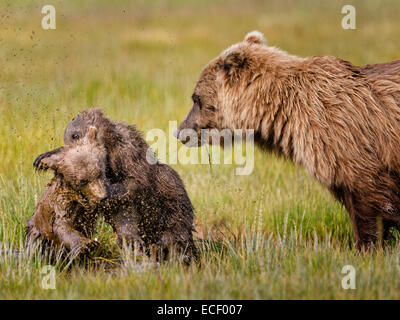 Alaskan Brown Bärenjungen Ringen miteinander, während ihre Mutter über sie im Lake Clark National Park wacht Stockfoto