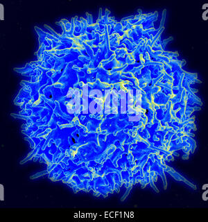 Scanning Electron Schliffbild von einem menschlichen T-Lymphozyten (auch genannt eine T-Zelle) vor dem Immunsystem eines gesunden Spenders. Stockfoto