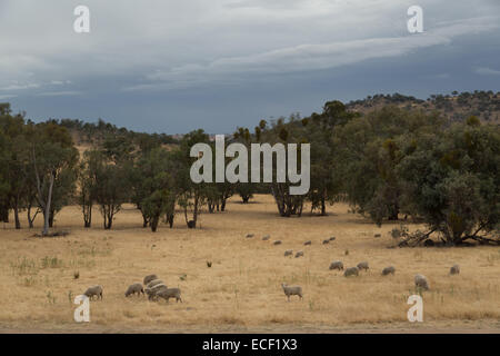 Ein Foto von einige Schafe auf einer sehr trockenen Dürre betroffenen australischen Farm. Stockfoto
