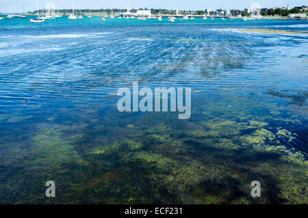 Aussicht auf Bucht von Geelong mit Algen im Vordergrund. Lebendiges Wasser. Stockfoto