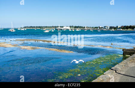 Möwen fliegen vorbei Ansicht von Geelong Bucht. Sandbank und Vögel. Stockfoto