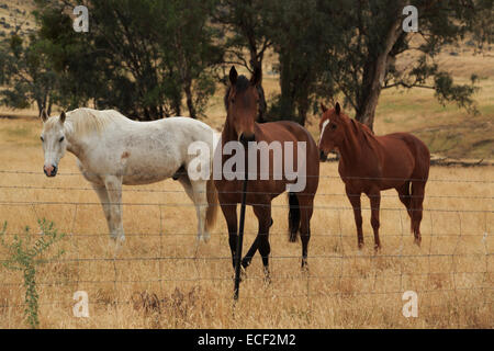 Ein Foto der drei Pferde grasen und Blick in die Kamera auf einer sehr trockenen Dürre betroffenen australischen Farm. Stockfoto