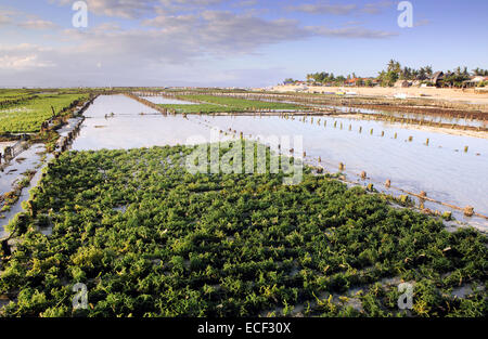 Seetang Farmen bei Ebbe auf Nusa Lembongan Island, Indonesien Stockfoto