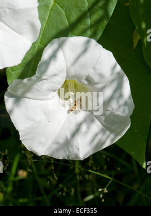 Weiße Blumen der Hecke oder stärkere Winde, Calystegia Sepium, Blüte in eine Hecke mit einem Hoverfly, Berkshire, Juli Stockfoto