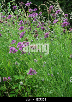 Größere Flockenblume, Centaurea Scabiosa, blühende Pflanzen auf Kreide downland Stockfoto