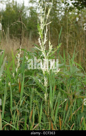 Chlorosen in Blättern von einer schleichenden Distel, Cirsium Arvense, verursacht durch eine bakterielle Erreger Pseudomonas Syringae pv Tagetis - p Stockfoto