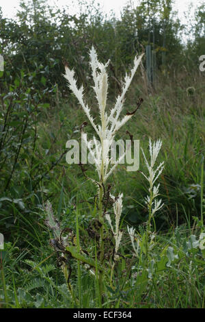 Chlorosen in Blättern von einer schleichenden Distel, Cirsium Arvense, verursacht durch eine bakterielle Erreger Pseudomonas Syringae pv Tagetis - p Stockfoto