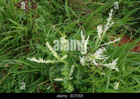 Chlorosen in Blättern von einer schleichenden Distel, Cirsium Arvense, verursacht durch eine bakterielle Erreger Pseudomonas Syringae pv Tagetis - p Stockfoto