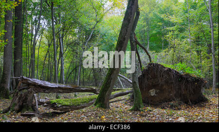 Sommergrüne Stand von Białowieża Wald im Sommer mit gebrochenen Bäume im Vordergrund teilweise abgelehnt Stockfoto