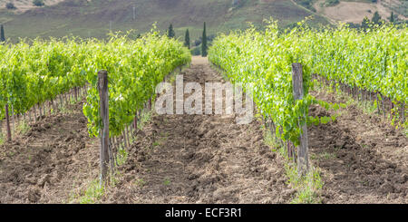 Valle Orcia, Italien. Toskanische Wideyard während der Frühjahrssaison. Stockfoto