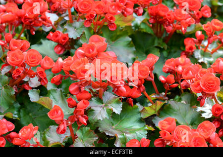 schöner Hintergrund Blumen große Begonien Stockfoto