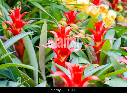 Roten Bromelien Rosette Form Blumen in voller Blüte im Frühling (Aechmea Fasciata, Bromeliaceae) Stockfoto