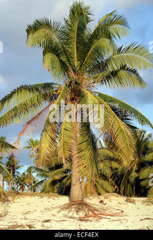Junge Kokosnuss-Palme am tropischen Sandstrand Stockfoto