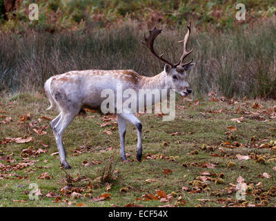 Damhirsch Hirsch zu Fuß Stockfoto