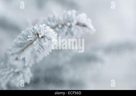 Winter Hintergrund mit frostigen Tannenzweigen textfreiraum auf der rechten Seite Stockfoto