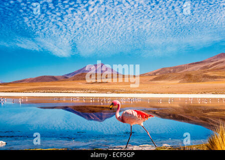 Laguna auf der "Ruta de Las Joyas Altoandinas' in Bolivien mit rosa Flamingo zu Fuß durch die Szene Stockfoto