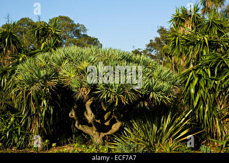 Die Royal Botanic Gardens Melbourne, international bekannten botanischen Gärten in der Nähe der Zentrum von Melbourne, Victoria, Australien Stockfoto