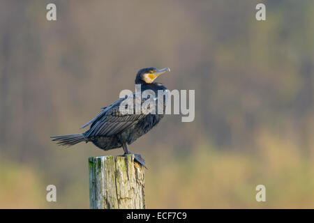 Kormoran Phalacrocorax Carbo, schwarz-Kormoran Stockfoto