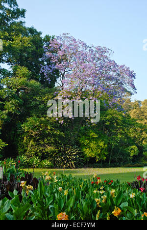 Der Royal Botanic Gardens Melbourne, international renommierte botanische Garten befindet sich nahe dem Stadtzentrum von Melbourne, Victoria, Aus Stockfoto