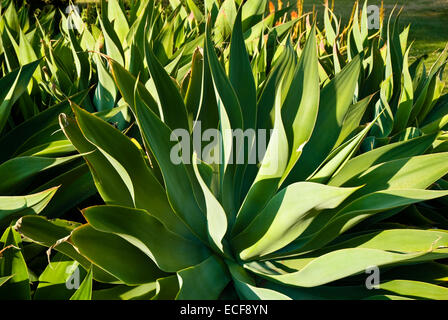 Die Royal Botanic Gardens Melbourne, international bekannten botanischen Gärten in der Nähe der Zentrum von Melbourne, Victoria, Australien Stockfoto